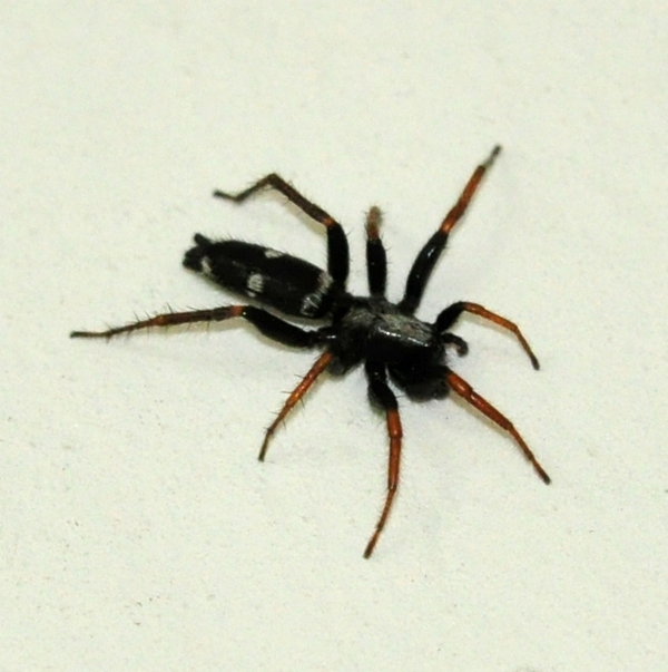 Aphantaulax sp.